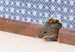 Rat holes at home: Will keeping lights on keep mice away?
