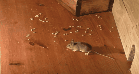 Mice dropping; Signs of mice in Kitchen