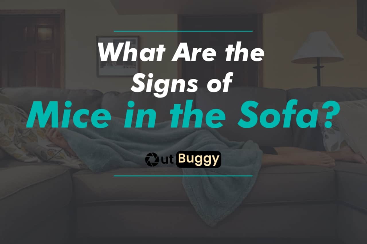 Thumbnail on Signs of Mice in the Sofa