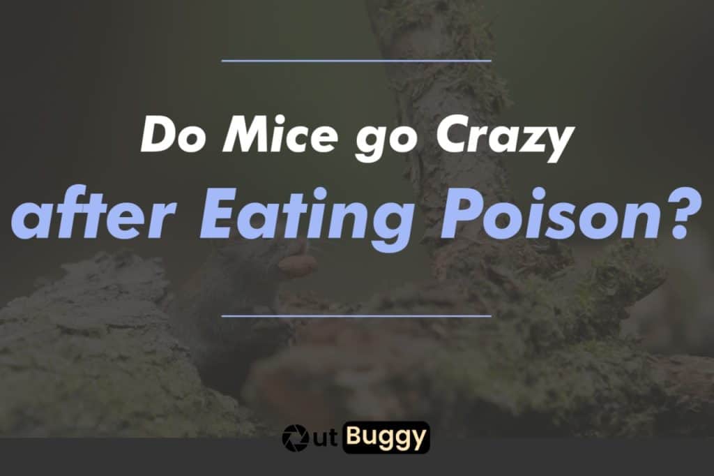 Do Mice Go Crazy After Eating Poison Outbuggy