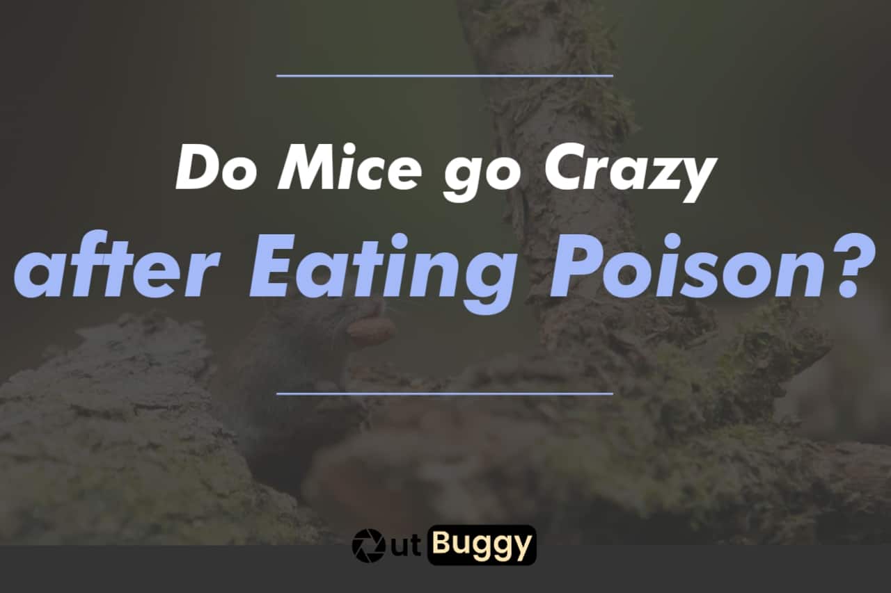 Do Mice go Crazy after Eating Poison?