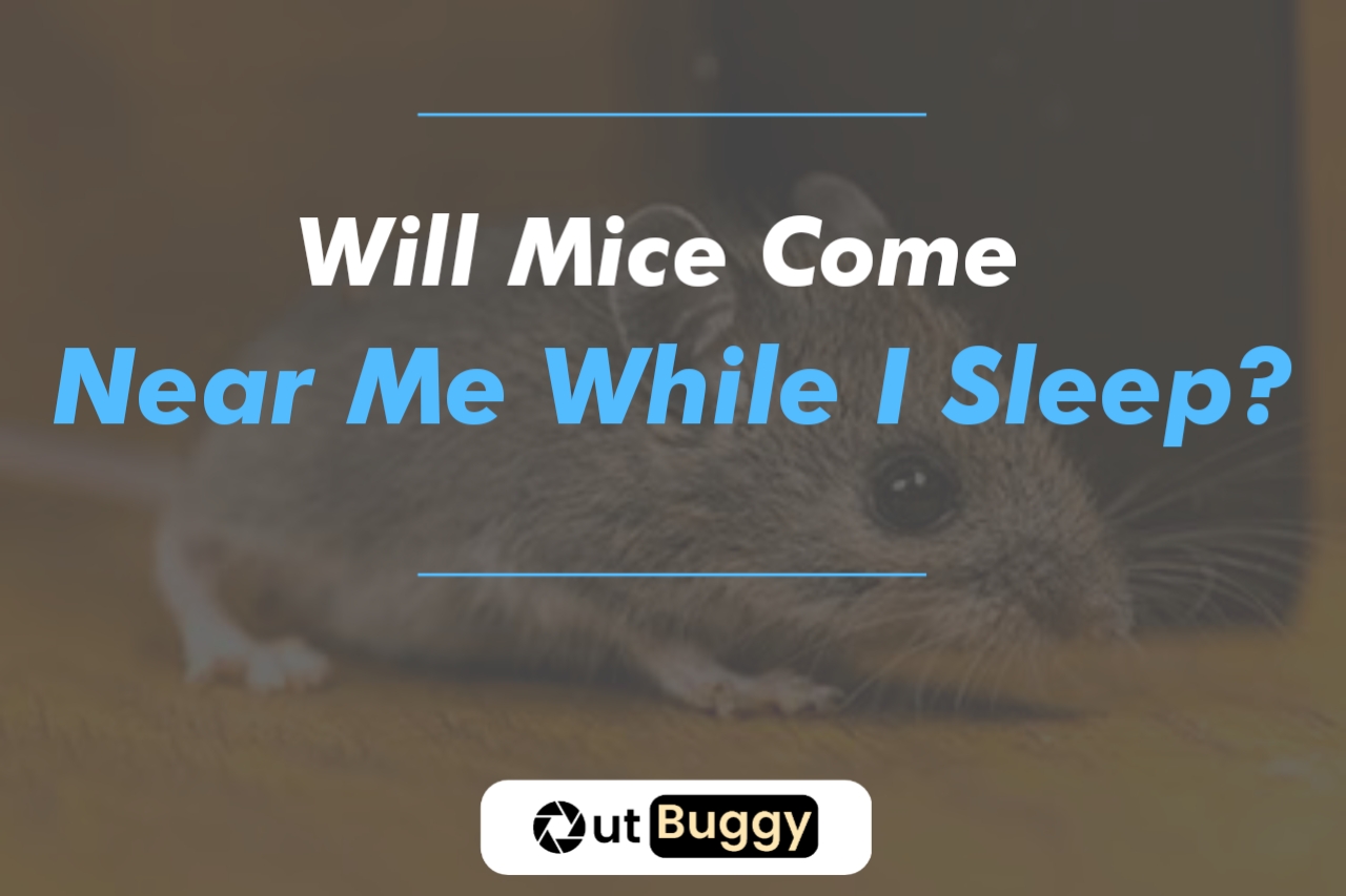 Will Mice Come Near Me While I Sleep?