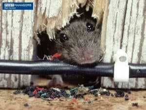 Mice chewing through house furnitures: Signs of Mice in the Sofa