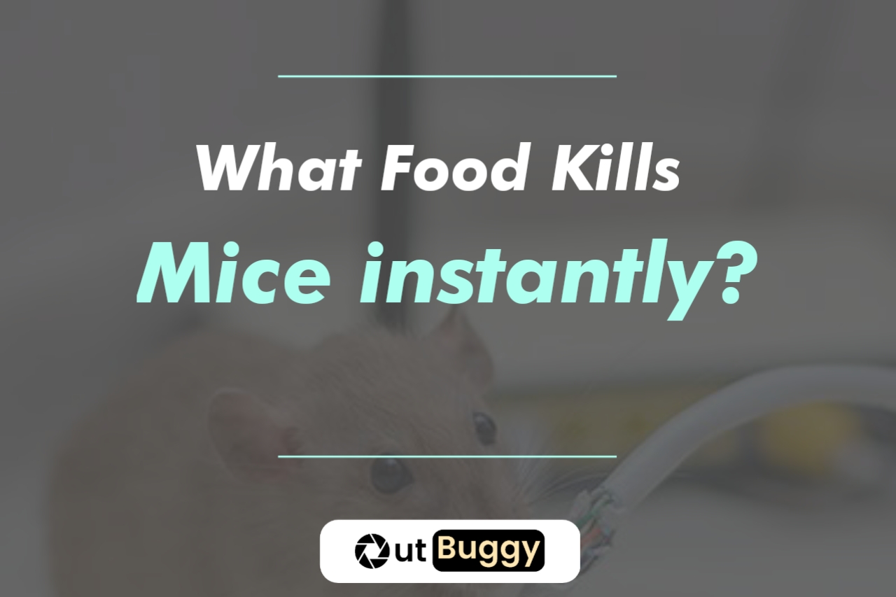 What food kills mice instantly