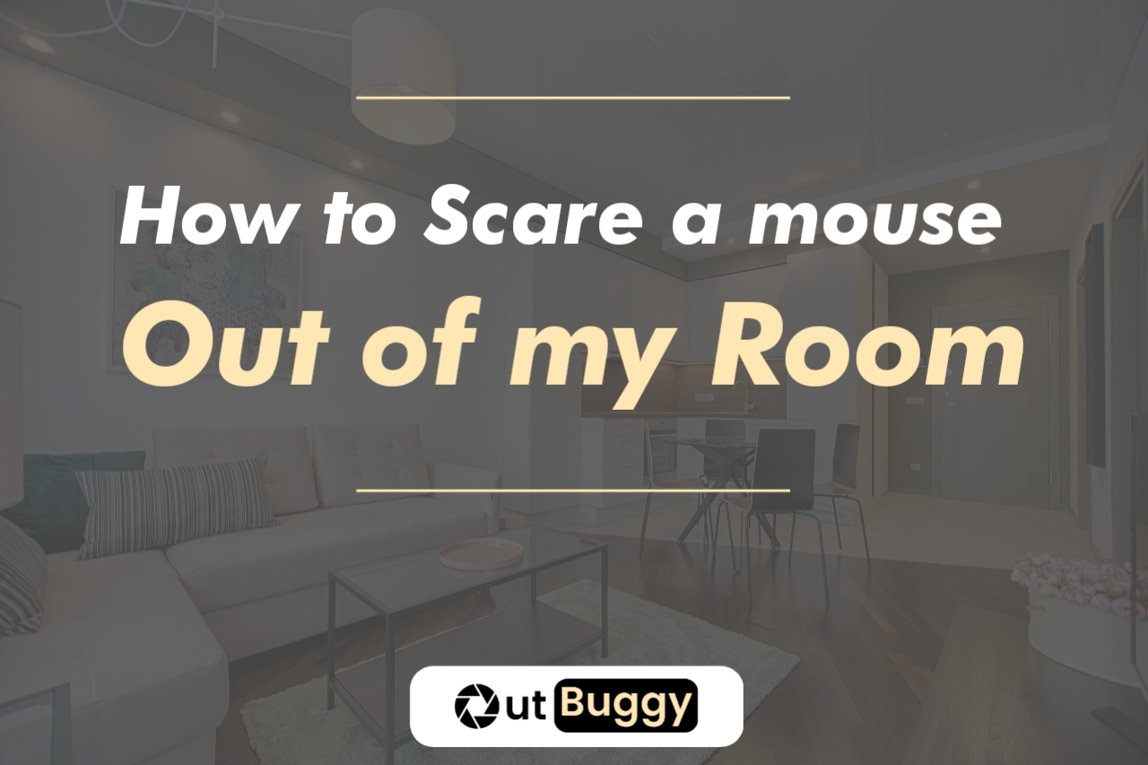 How to Scare a mouse out of my Room (Here's how I did it)