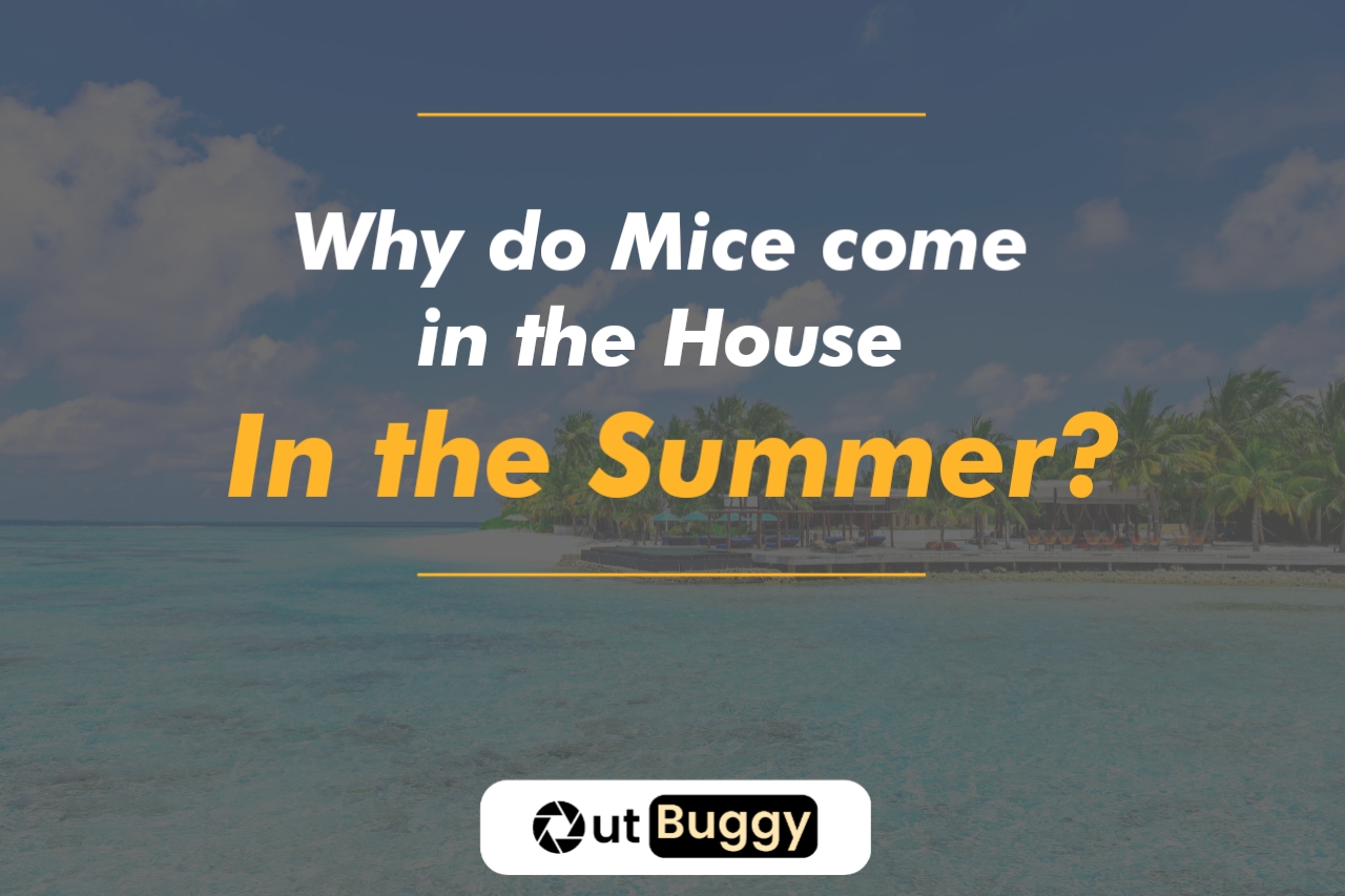 Why do Mice come in the House in the Summer?