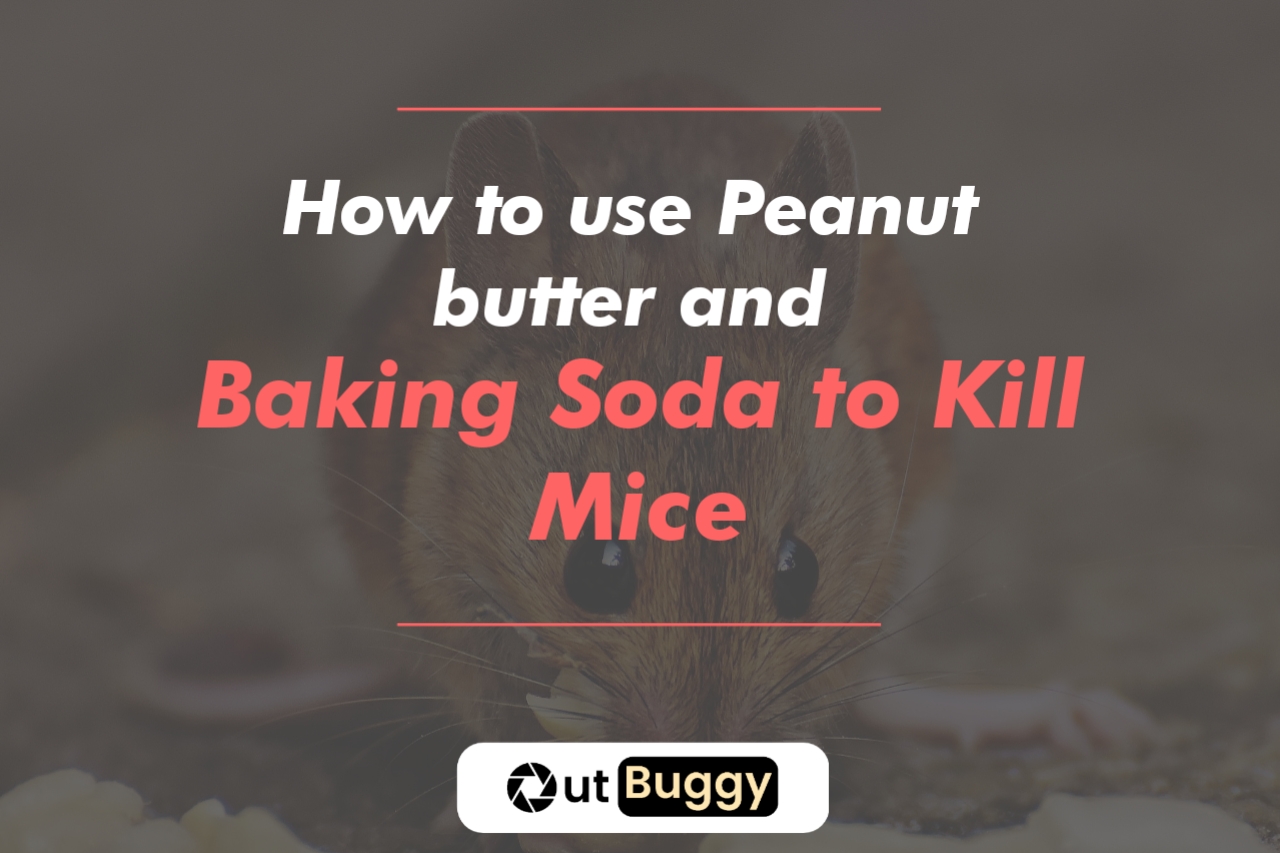 How to use Peanut butter and Baking Soda to Kill Mice