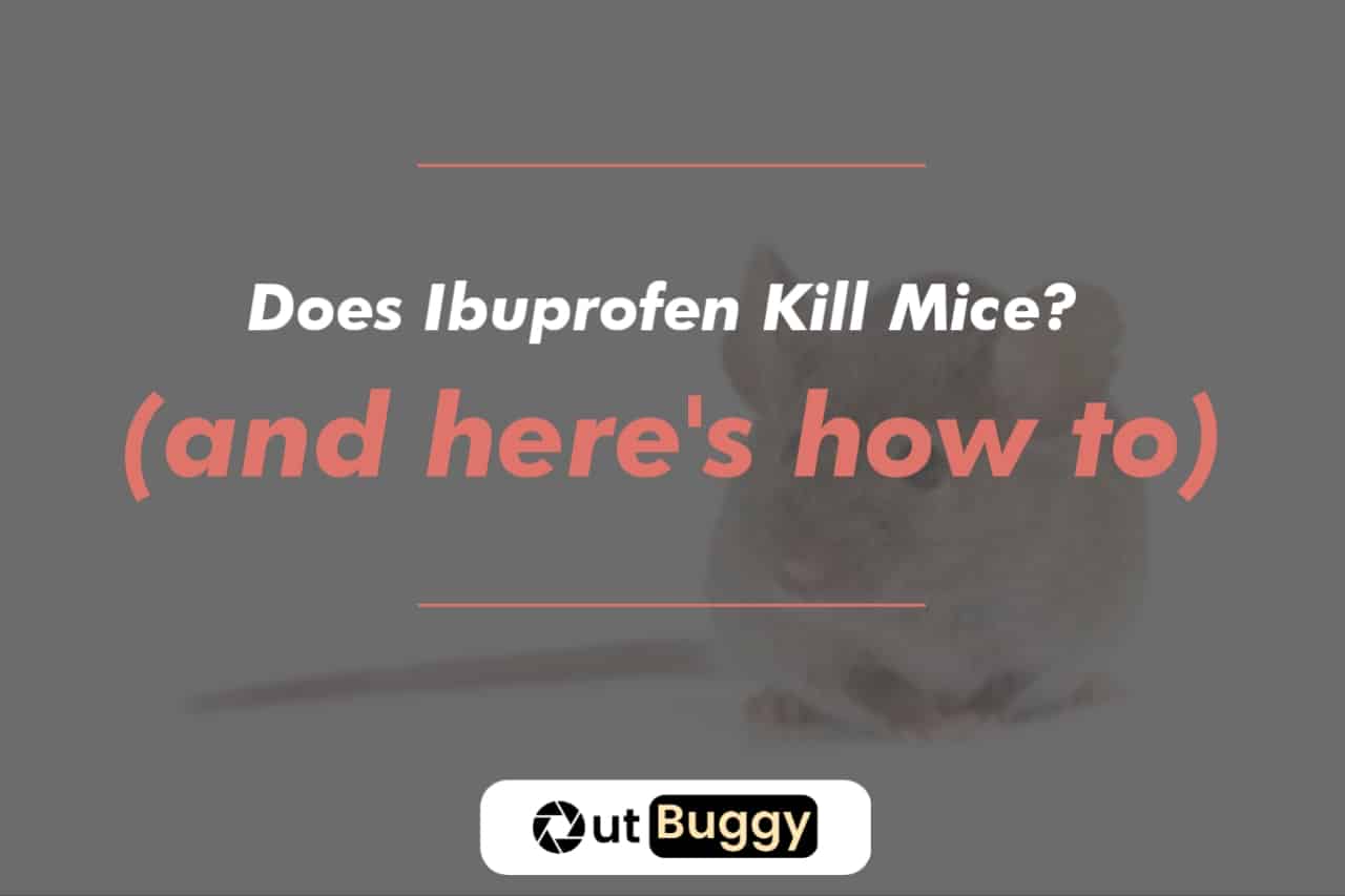 Does Ibuprofen Kill Mice? (and here's how to)