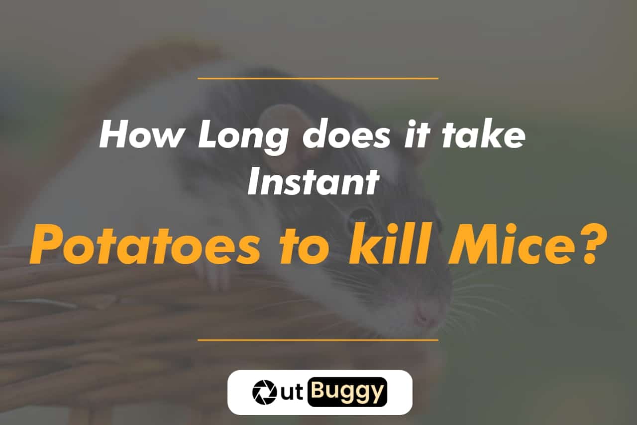 How Long does it take How Long does it take Instant Potatoes to kill Mice?
