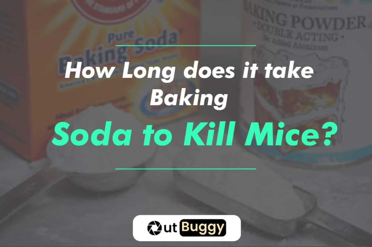 How Long does it take Baking Soda to Kill Mice