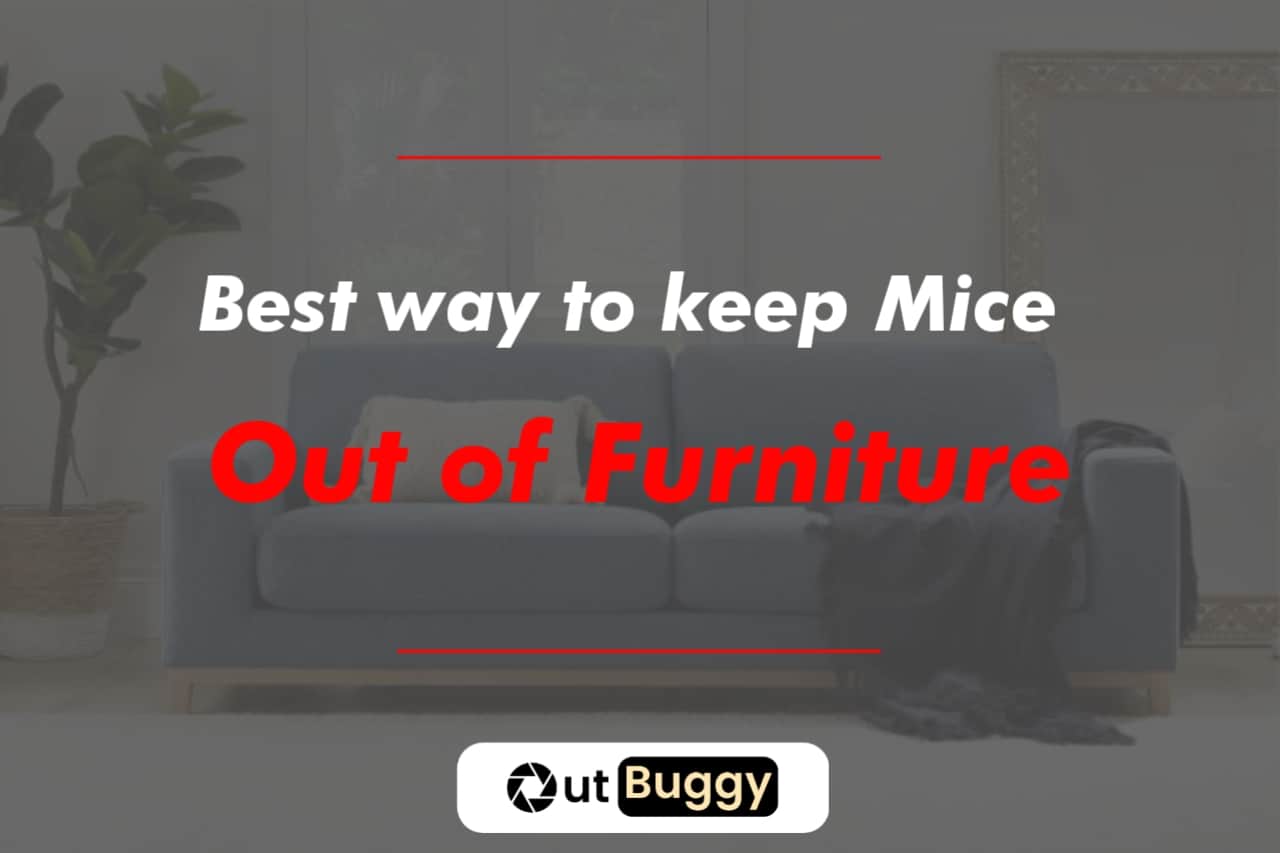 Best way to keep Mice out of Furniture (How I did it)