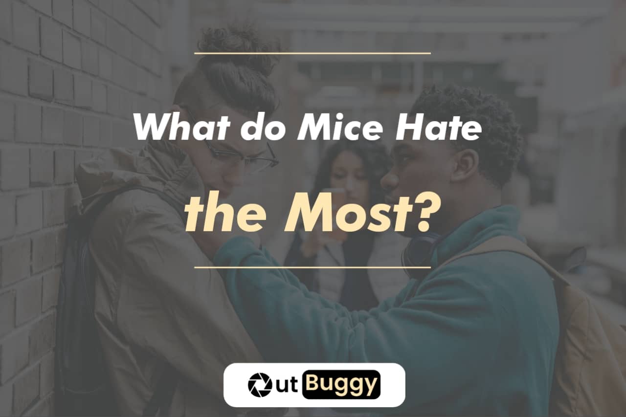 What do Mice Hate the Most?