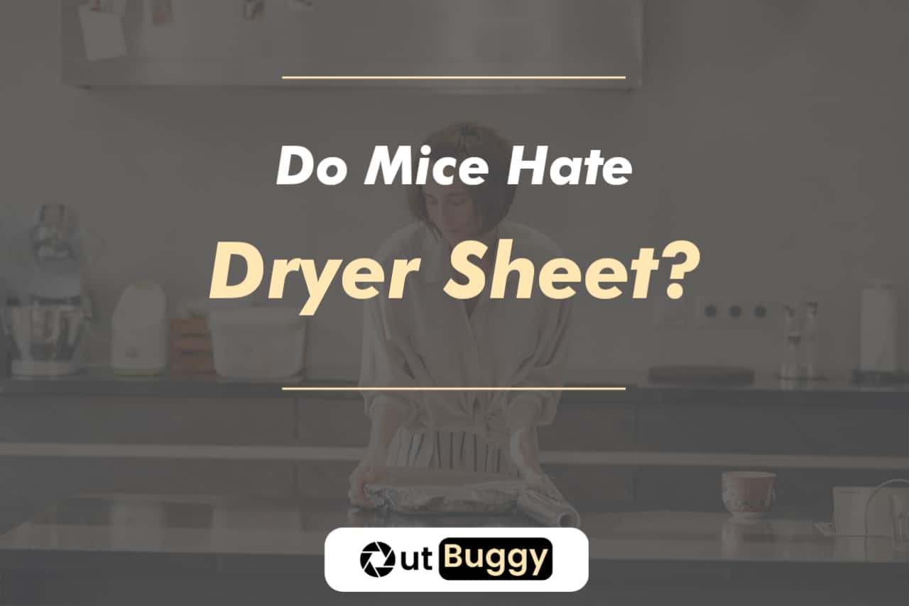 Do Mice Hate Dryer Sheets? We asked an Expert