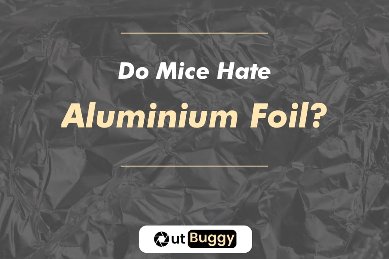 Do Mice hate Aluminum foil?