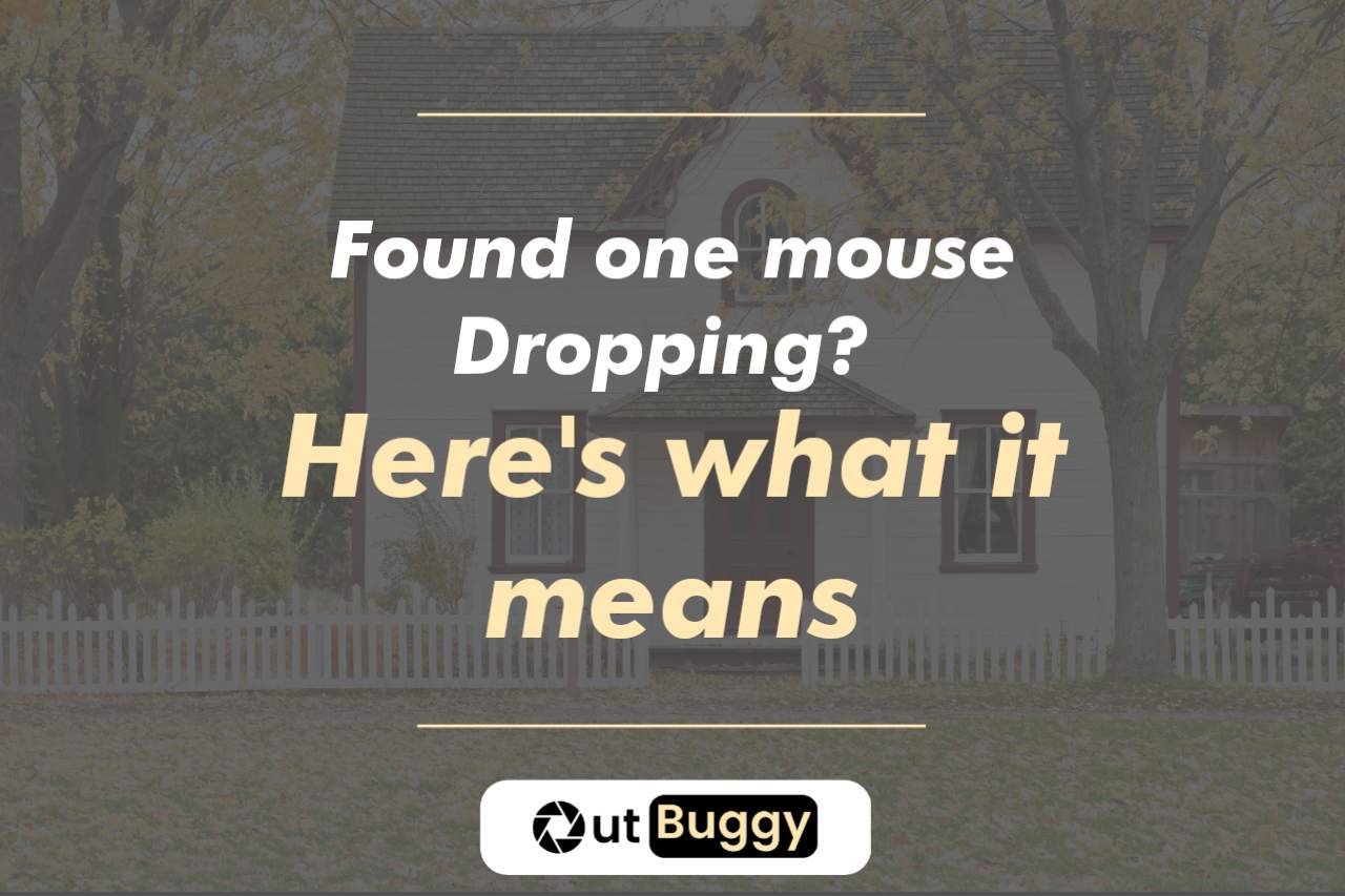 Found one mouse Dropping? Here's what it means