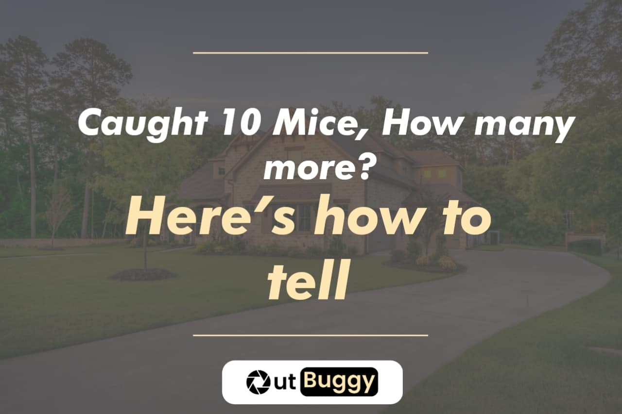 Caught 10 Mice How many more? Here's how to tell