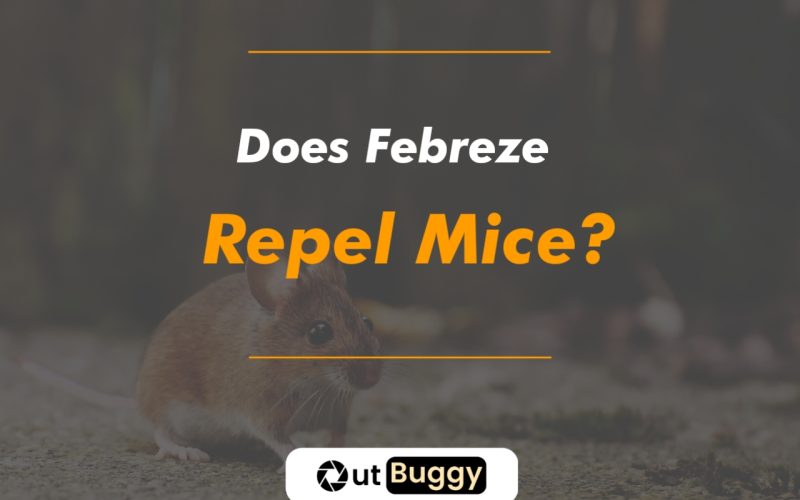 Does Febreze Repel Mice thumbnail