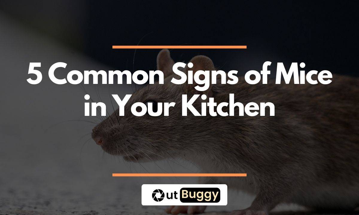 A Common Kitchen Ingredient Is All You Need To Keep Mice Out Of