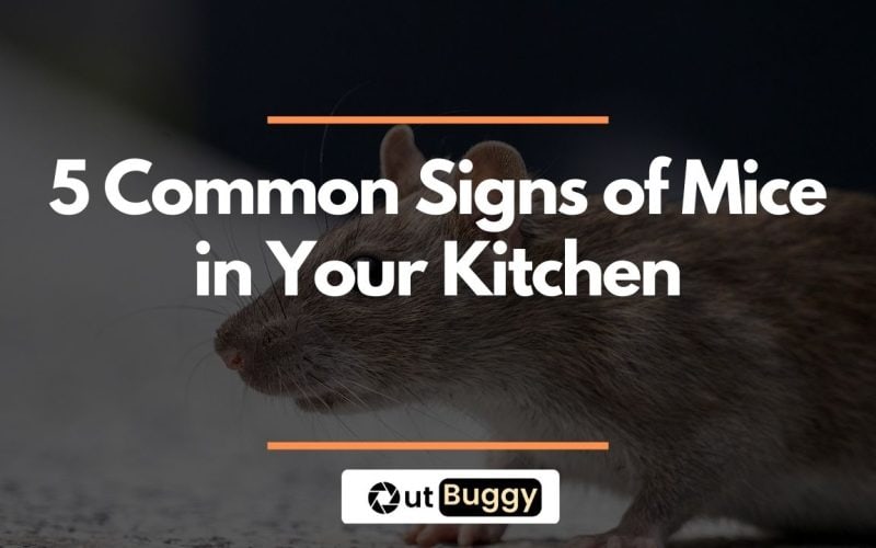 5 Common Signs of Mice in Kitchen