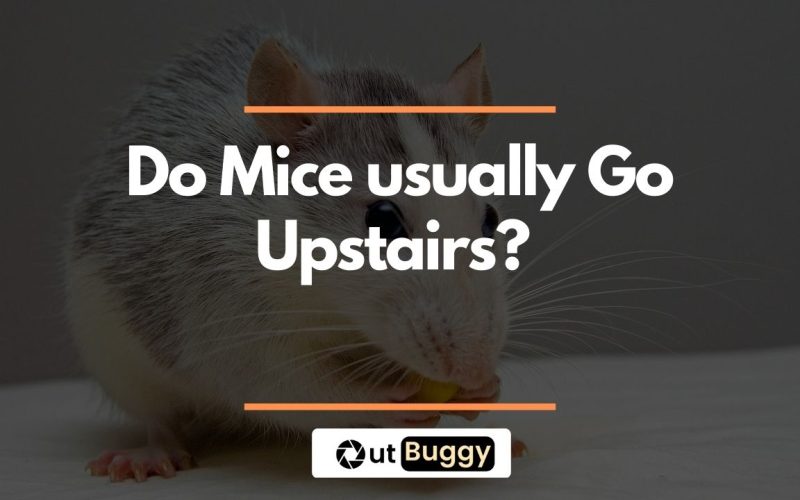 Featured image for Do Mice usually Go Upstairs