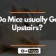 Featured image for Do Mice usually Go Upstairs