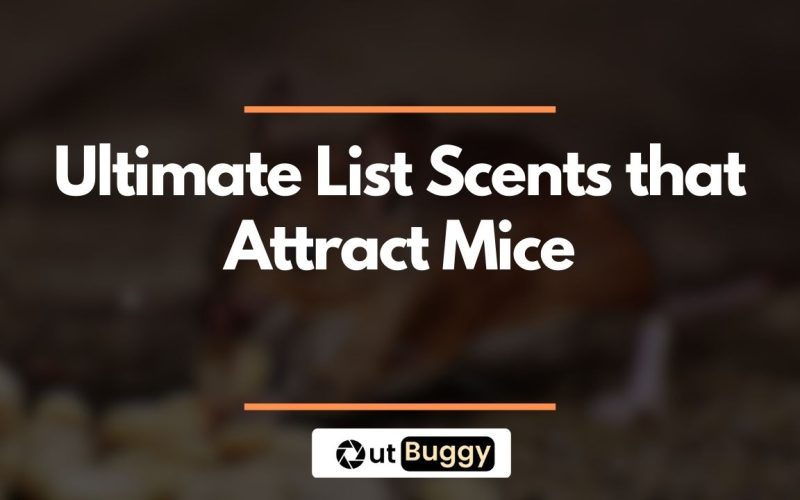 Ultimate List Scents that Attract Mice