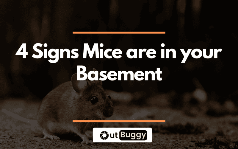4 Common Signs of Mice in Basement + Tricks