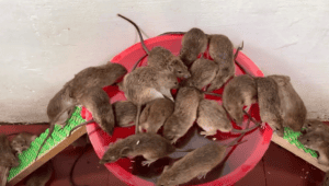Group of mice caught in a bucket - signs of mice in kitchen