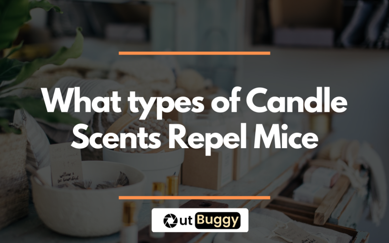 Candle Scents That Repel Mice: What type?!