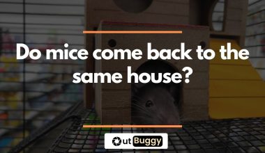 Do Mice Come Back to the Same House