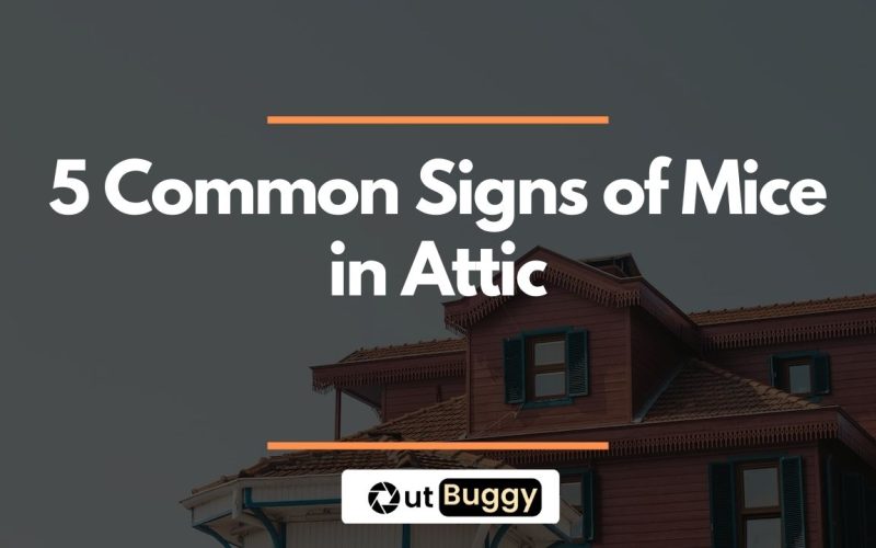 5 Common Signs of Mice in Attic